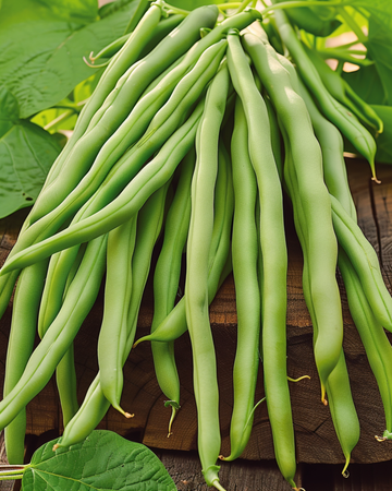 Struikboon Delinel zaden (Phaseolus vulgaris) – eenjarige groentesoort