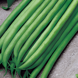 Stamslabonenzaden Argus Phaseolus Vulgaris eenjarig 50g