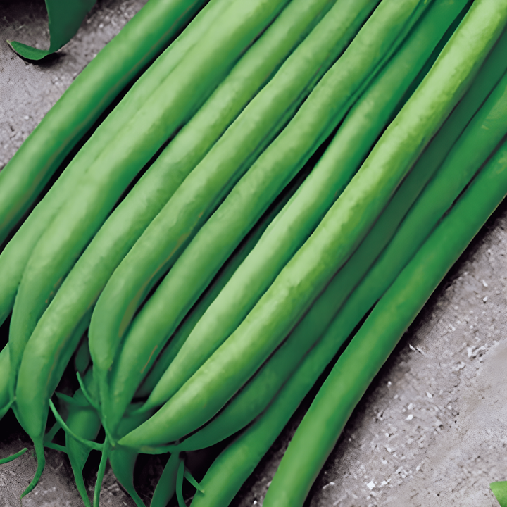 Stamslaboon Argus 50g zaden (Phaseolus vulgaris) – eenjarige groente