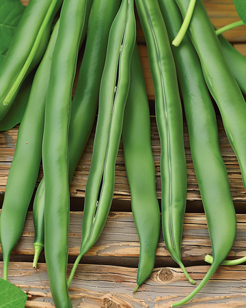 Struikboon Domino zaden (Phaseolus vulgaris) – eenjarige groentesoort