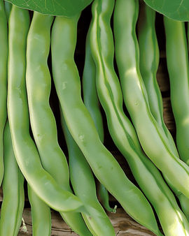 Stamslabonenzaden Record Phaseolus Vulgaris eenjarig 100g