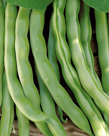 Dwergboon Record 100g zaden (Phaseolus vulgaris) – eenjarige groente