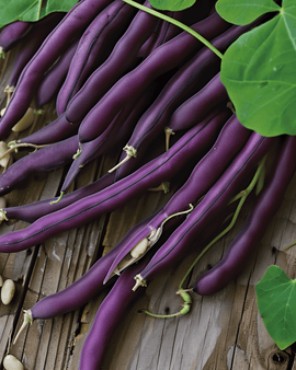 Stamslabonenzaden Purple Queen Phaseolus Vulgaris eenjarig