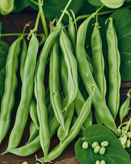Stamslabonenzaden Processor Phaseolus Vulgaris eenjarig ras 100g