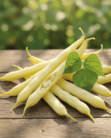 Stamslabonen Gondola 100g (Phaseolus vulgaris) – eenjarige groentezaden van SeedsChoice
