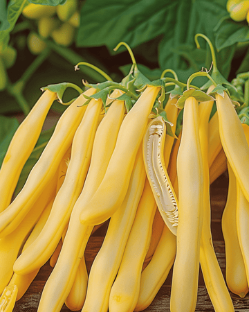 Stamslaboon Orinoco zaden (Phaseolus vulgaris) – eenjarige groente