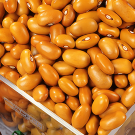 Stamslabonenzaden Brown Dutch Phaseolus Vulgaris eenjarig 100g