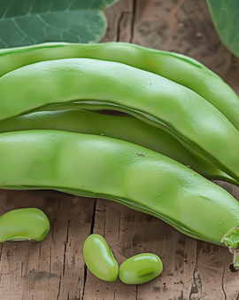 Tuinboonzaden Major Vicia Faba eenjarig ras
