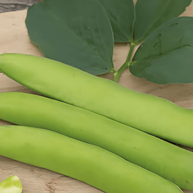 Tuinbonenzaden Threefold White Vicia Faba eenjarig ras 100g