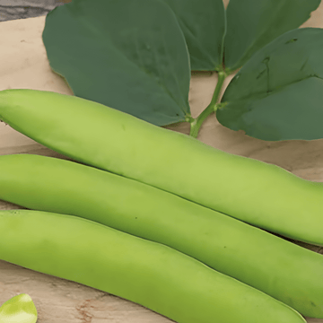 Tuinboon Threefold White 100g zaden (Vicia faba) – eenjarige groentesoort