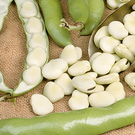 Tuinbonenzaden Leidse Hangers Vicia Faba eenjarig