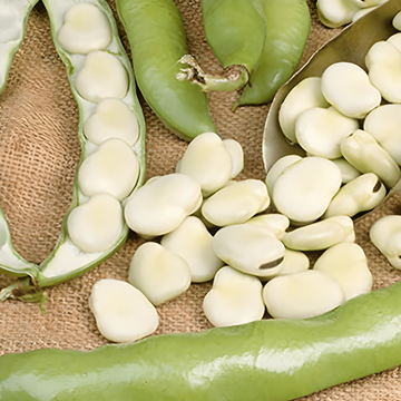 Tuinboon Leidse Hangers zaden (Vicia faba) – eenjarige groente