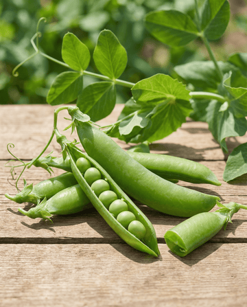 Erwt Eminent (Pisum sativum) – eenjarige groentezaden van SeedsChoice