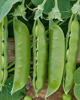 Erwtenzaden Prince Albert Pisum Sativum eenjarig ras 100g