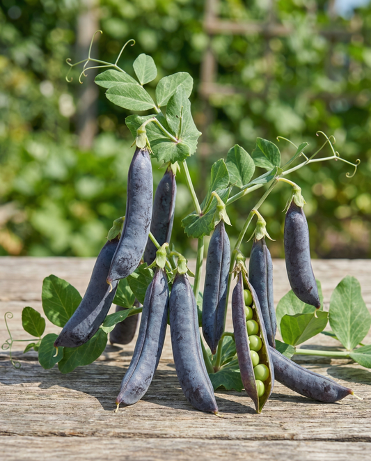Erwten Ezethas Krombek Blauwschok (Pisum sativum) – eenjarige groentezaden van SeedsChoice