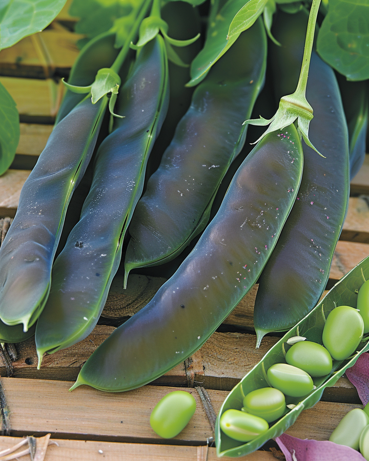Erwten Désirée 100g zaden (Pisum sativum) – eenjarige groente
