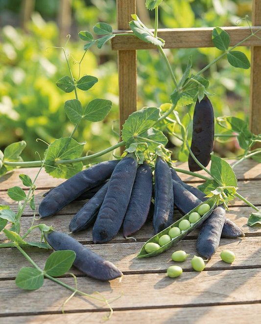 Erwten Désirée 100g (Pisum sativum) – eenjarige groentezaden van SeedsChoice