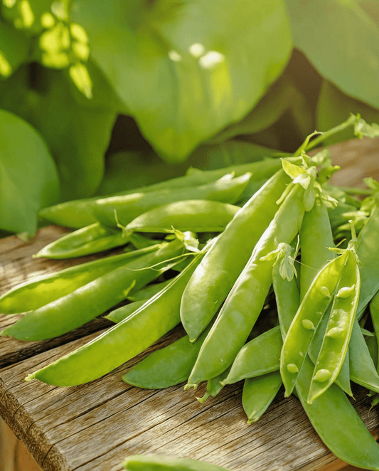 Suikererwt Norli (Pisum sativum) – eenjarige groentezaden van SeedsChoice