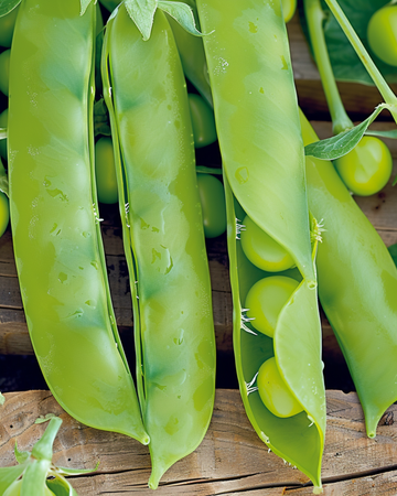Suikererwt Heraut zaden (Pisum sativum) – eenjarige groente