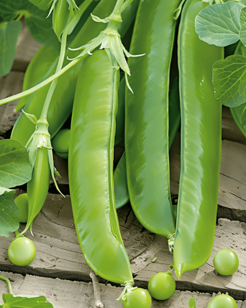 Suikererwt Record zaden (Pisum sativum) – eenjarige groente