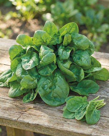 Spinazie Securo 50g (Spinacia oleracea) – eenjarige groentezaden van SeedsChoice