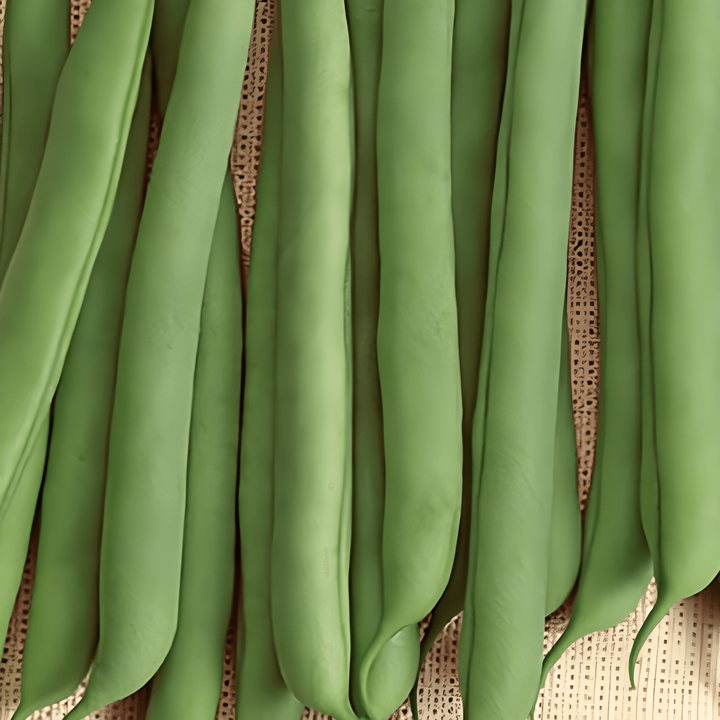 Stamslaboon Prelude zaden (Phaseolus vulgaris) – eenjarige groente