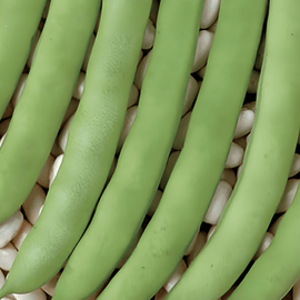 Stamslabonenzaden Record Phaseolus Vulgaris eenjarig ras groene peulen