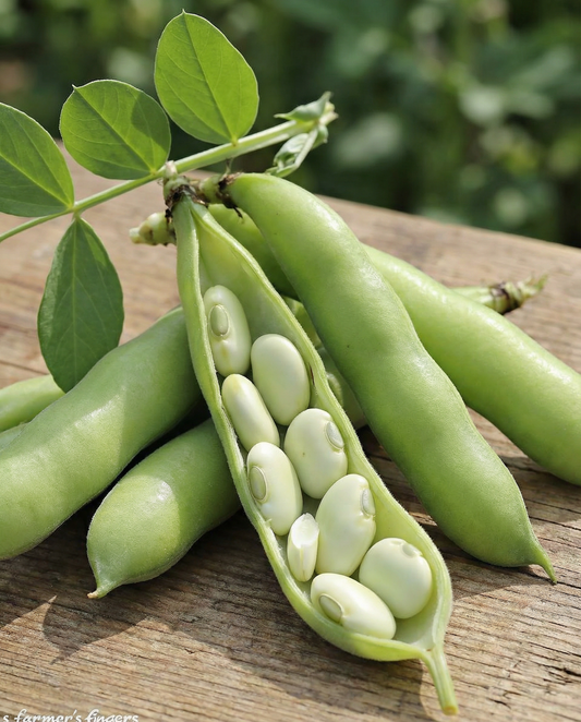 Tuinboon Leidse Hangers 250g (Vicia faba) – eenjarige groentezaden van SeedsChoice