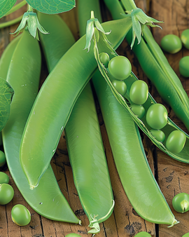 Doperwtzaden Kelvedon Wonder Pisum Sativum eenjarig 250g
