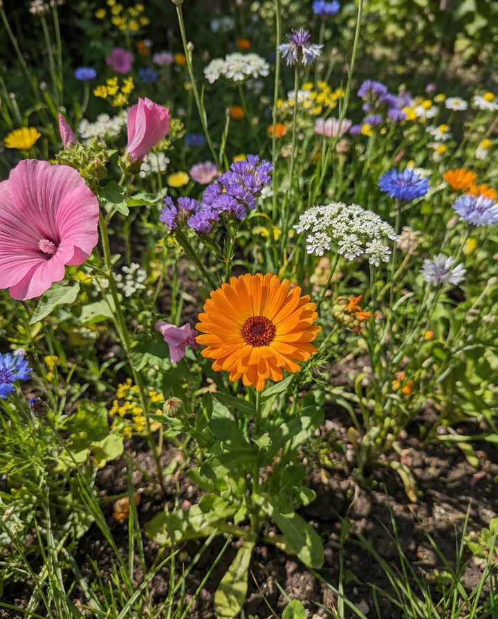 Wildflower Mixture Mix 2g Pack zaden – biologische eenjarige bloem