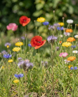 Lieveheersbeestjesbloemenmix zaden eenjarig 25 m2 strooidoosmix