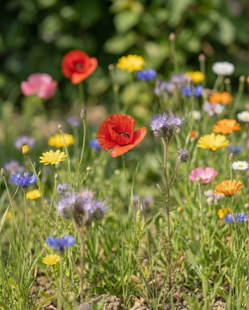 Ladybird Mix 25 M2 Scatter Box zaden – eenjarige bloem
