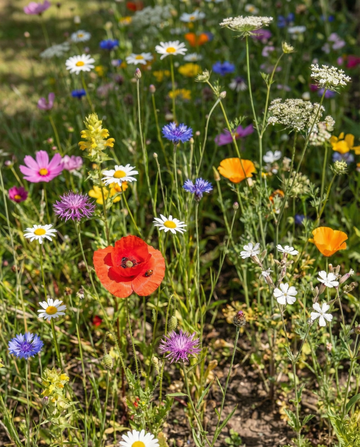 Voor Lieveheersbeestjes Mix 15m2 Verpakking zaden – eenjarige bloem