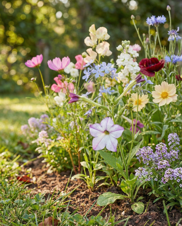 Geurende mix 15 variëteiten M2 pakket – eenjarige bloemenzaden van SeedsChoice
