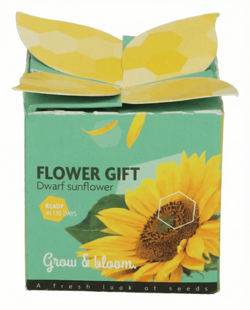Dwarf Sunflower Gift (Helianthus annuus) – eenjarige kweekkit zaden van SeedsChoice