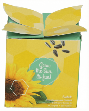 Helianthus annuus – dwergzonnebloem cadeau, gekweekt uit zaad