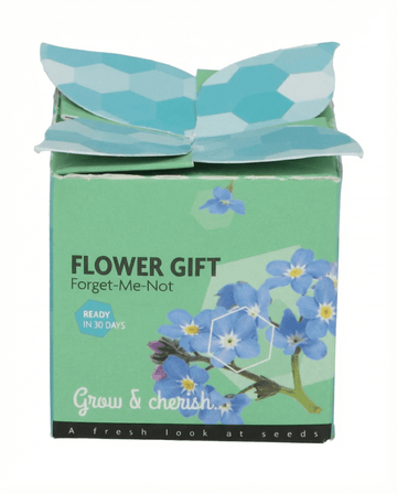 Myosotis alpestris – vergeet-mij-nietje Terracotta Pot 0.1g uit zaad gekweekt