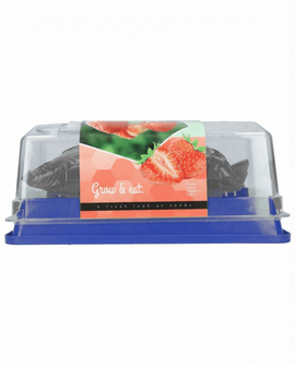 Aardbei zaden Fragaria Ananassa vaste plant Grandian F1 kweekkas-set