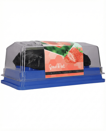 Fragaria × ananassa – Aardbei Grandian F1 kas uit zaad gekweekt