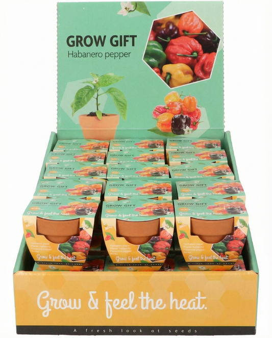 Habanero Pepper Terracotta Pot (Capsicum chinense) – kweekset zaden van SeedsChoice