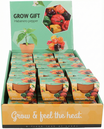 Capsicum chinense – Habanero Peper Terracotta Pot gekweekt uit zaad