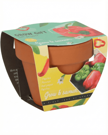 Capsicum annuum – Paprika Terracotta Pot gekweekt uit zaad