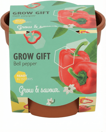 Paprika Terracotta Pot zaden – kweekset van SeedsChoice