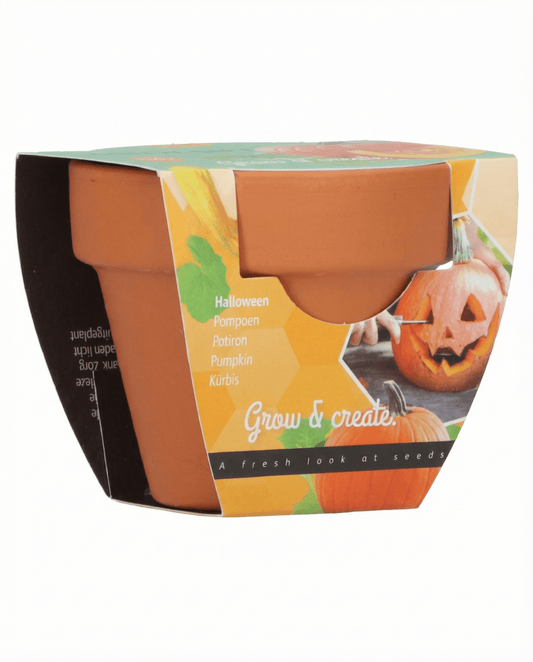 Halloween Pumpkin (Cucurbita pepo) – kweekset zaden van SeedsChoice