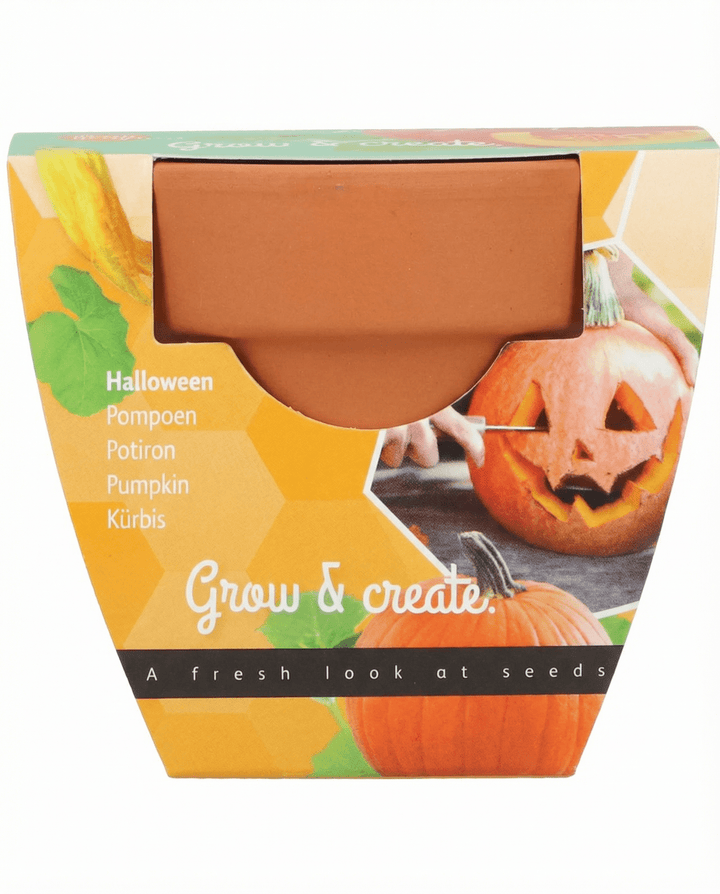 Halloween Pompoen zaden (Cucurbita pepo) – kweekset