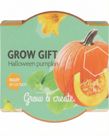 Cucurbita pepo – halloweenpompoen gekweekt uit zaad