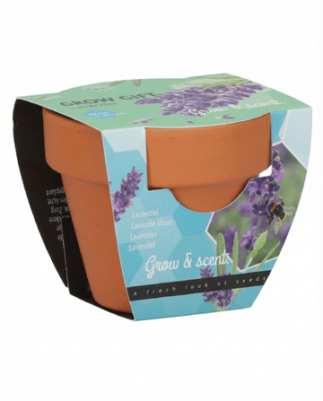 Lavendel (Lavandula angustifolia) – meerjarige kweekset met zaden van SeedsChoice