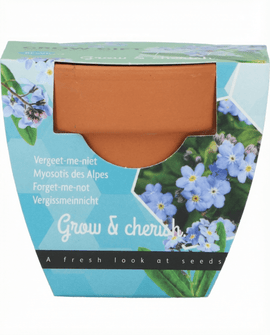 Vergeet-mij-nietje zaden Myosotis Alpestris bloem kweekset