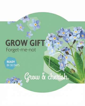 Myosotis alpestris – vergeet-mij-nietje uit zaad gekweekt