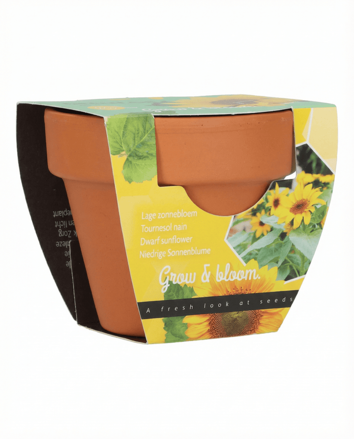 Dwarf Sunflower Gift Terracotta Pot zaden (Helianthus annuus) – kweekkit